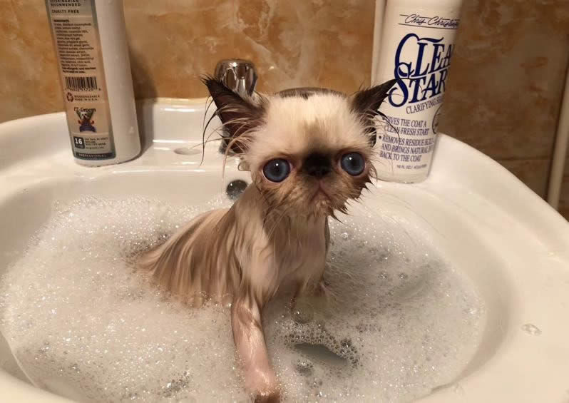 Y（喜马拉雅猫）