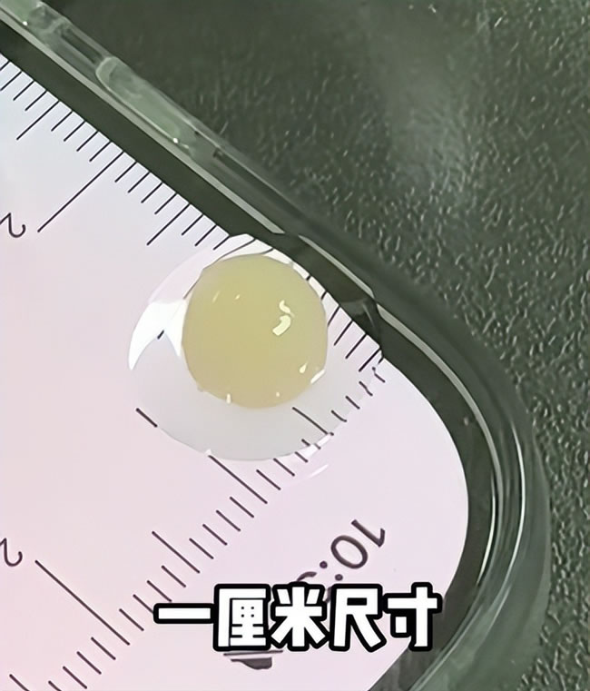 沪神奇农场培育出最大「生物人工心脏」 有节奏跳动着