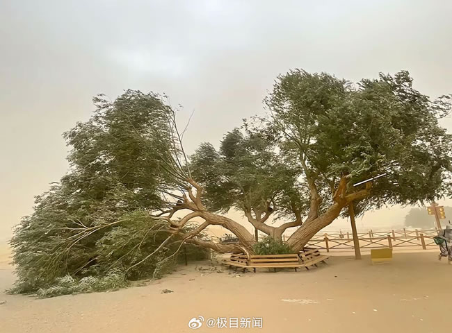 敦煌月牙泉夫妻柳「离婚了」 景区回应：被吹倒 还活着