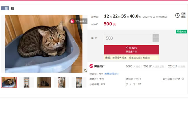 中国饲主财产遭查封、狸花猫被法拍 结局竟大反转